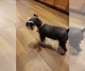 Mother of the Schnauzer (Miniature) puppies born on 04/20/2019
