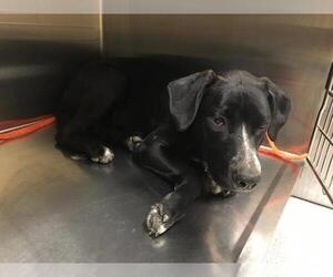Labrador Retriever Dogs for adoption in Orange, CA, USA
