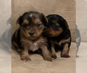 Yorkshire Terrier Puppy for sale in RUTLAND, MA, USA