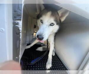 Siberian Husky Dogs for adoption in Palmetto, FL, USA