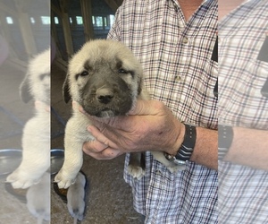 Anatolian Shepherd Puppy for sale in MADISONVILLE, LA, USA