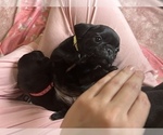 Small Photo #7 Frenchie Pug Puppy For Sale in BLOOMINGTON, IL, USA