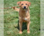 Small #3 Anatolian Shepherd-Golden Retriever Mix