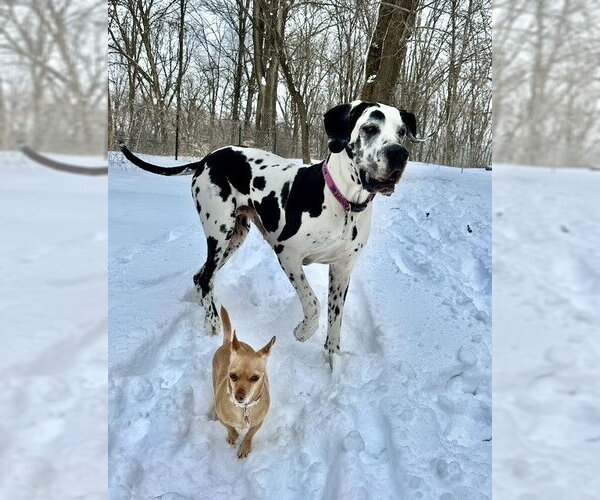 Medium Photo #3 Great Dane Puppy For Sale in St. Louis Park, MN, USA