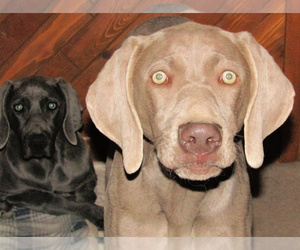Mother of the Weimaraner puppies born on 11/19/2025