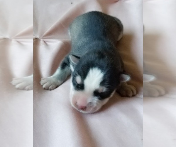 Medium Photo #1 Siberian Husky Puppy For Sale in KANSAS CITY, MO, USA