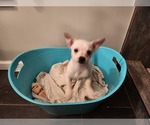 Small Photo #11 Chihuahua Puppy For Sale in MARIETTA, GA, USA