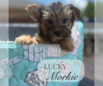 Image preview for Ad Listing. Nickname: Litter of 2