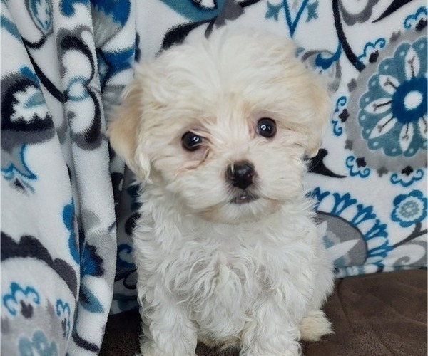 Medium Photo #5 Maltipoo Puppy For Sale in ELKTON, KY, USA