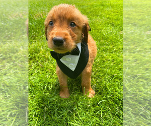 Golden Retriever Puppy for sale in NOVI, MI, USA