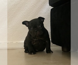 French Bulldog Puppy for sale in LAS VEGAS, NV, USA