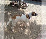 Small #10 Mutt