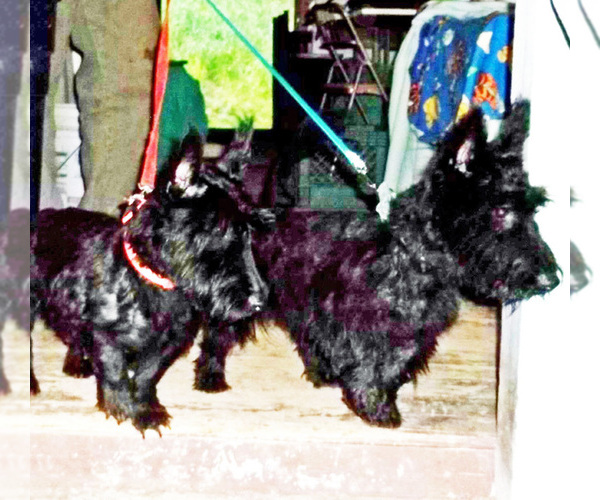 Medium Photo #5 Scottish Terrier Puppy For Sale in MEAD, WA, USA