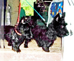Small #4 Scottish Terrier