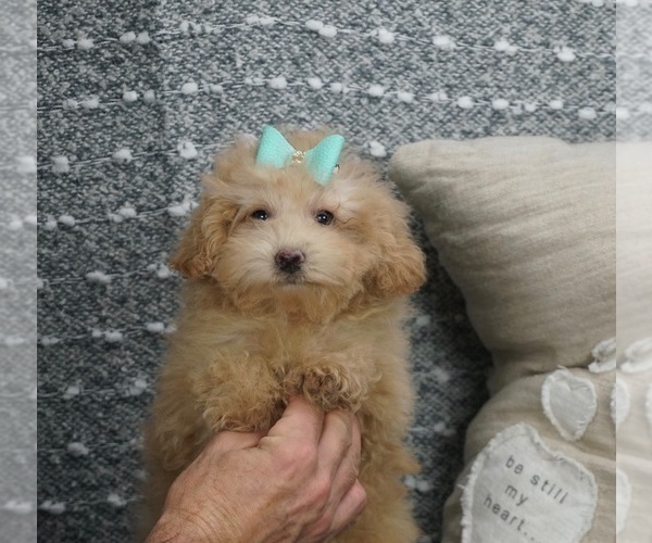Medium Photo #1 Poodle (Toy)-Yorkshire Terrier Mix Puppy For Sale in WARSAW, IN, USA