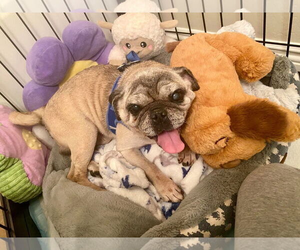 Medium Photo #2 Pug-Unknown Mix Puppy For Sale in Queen Creek, AZ, USA