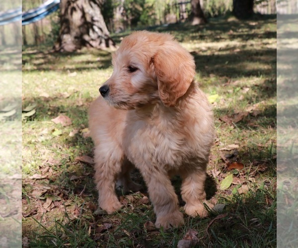 Medium Photo #4 Goldendoodle Puppy For Sale in BRIGHTON, MO, USA
