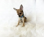 Small #3 Chihuahua