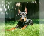 Small Photo #5 Doberman Pinscher Puppy For Sale in VADER, WA, USA