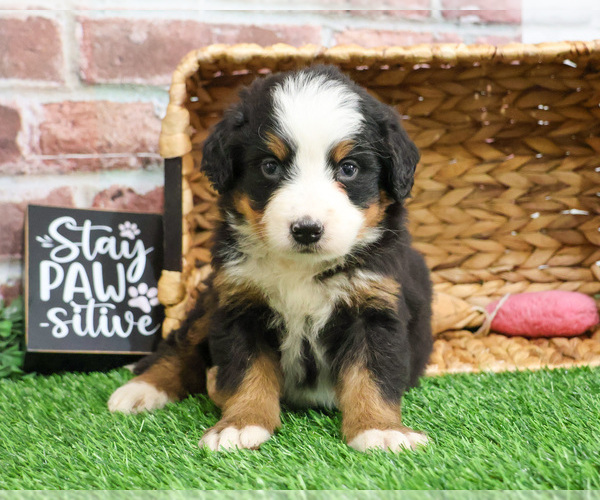 Medium Photo #8 Bernese Mountain Dog Puppy For Sale in SYRACUSE, IN, USA