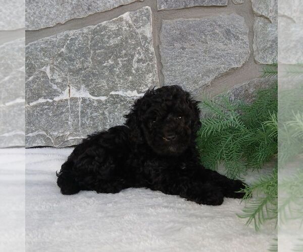 Medium Photo #4 Poodle (Miniature) Puppy For Sale in GORDONVILLE, PA, USA