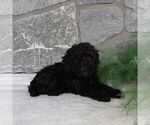 Small #3 Poodle (Miniature)
