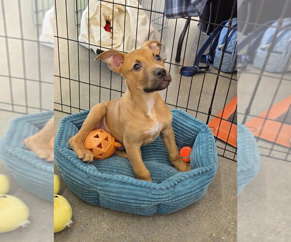Medium Photo #1 Mutt Puppy For Sale in Wyoming, MI, USA
