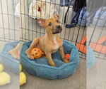 Cypher - Matrix - Male Mutt Dog for Adoption - Small photo
