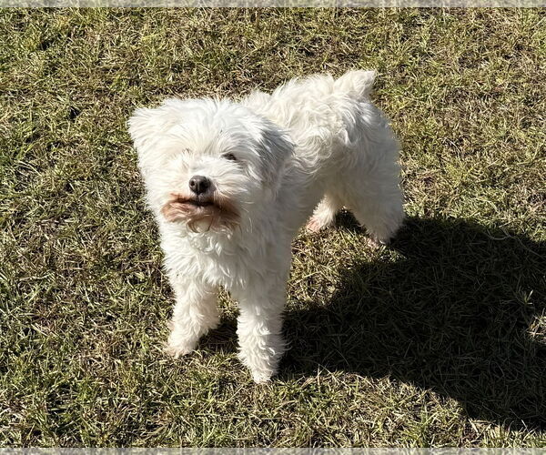 Medium Photo #5 - Mix Puppy For Sale in Lenoir, NC, USA