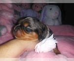 Small Photo #18 Australian Shepherd-Cavalier King Charles Spaniel Mix Puppy For Sale in HOWLAND, OH, USA