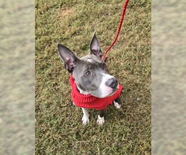 Medium Photo #4 American Pit Bull Terrier-Unknown Mix Puppy For Sale in Glen Allen, VA, USA