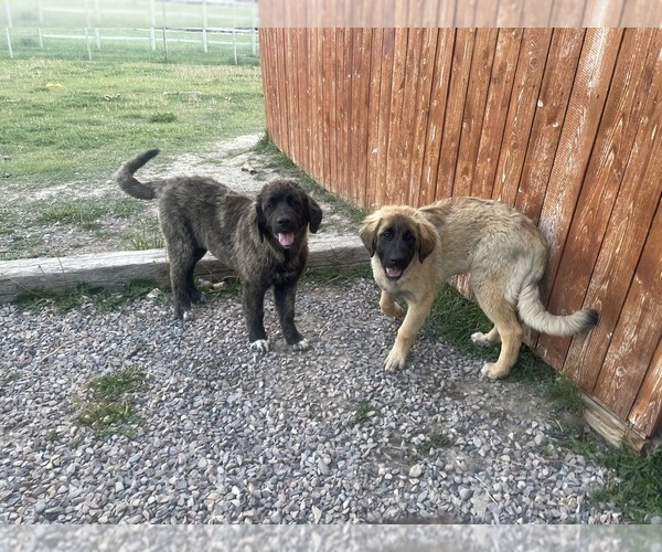 Medium Photo #4 Kangal Dog-Leonberger Mix Puppy For Sale in DILLON, MT, USA