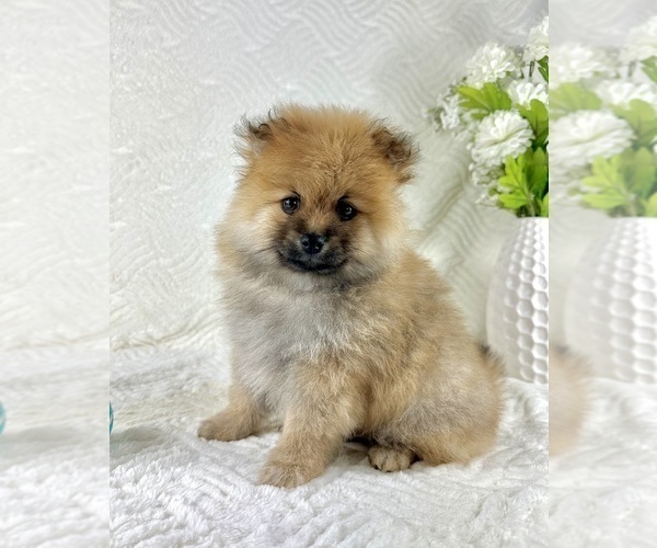 Medium Photo #7 Pomeranian Puppy For Sale in GREENFIELD, IN, USA