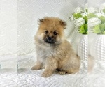 Small #6 Pomeranian
