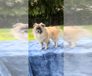 Pominese Dogs for adoption in Weston, FL, USA