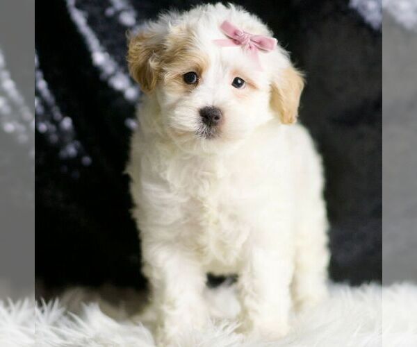 Medium Photo #2 Maltipoo Puppy For Sale in WARSAW, IN, USA