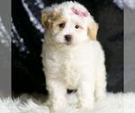 Small #1 Maltipoo