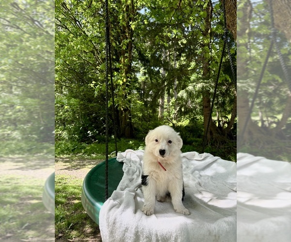 Medium Photo #4 Border-Aussie Puppy For Sale in ENUMCLAW, WA, USA