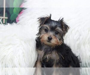 Yorkshire Terrier Puppy for sale in MARIETTA, GA, USA