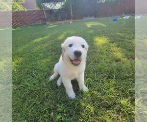 Great Pyrenees Puppy for sale in VIRGINIA BEACH, VA, USA