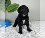 Small Photo #5 Golden Retriever-Miniature American Shepherd Mix Puppy For Sale in FRANKLIN, IN, USA