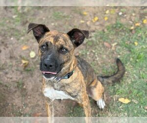 Dutch Shepherd -Unknown Mix Dogs for adoption in Waco, TX, USA