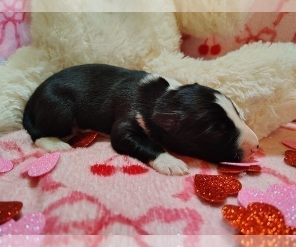 Medium Photo #13 Border Collie Puppy For Sale in NORBORNE, MO, USA