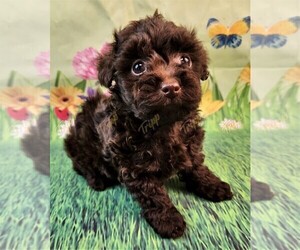 Havanese-Poodle (Toy) Mix Puppy for sale in TECUMSEH, MI, USA