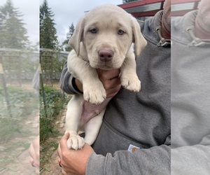 Labrador Retriever Puppy for sale in HADLOCK, WA, USA