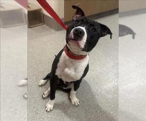American Pit Bull Terrier-Unknown Mix Dogs for adoption in Louisville, KY, USA