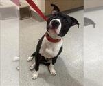 Small American Pit Bull Terrier Mix