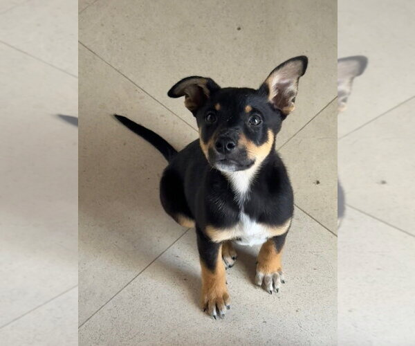Medium Photo #1 Mutt Puppy For Sale in Dana Point, CA, USA