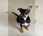 Small Mutt