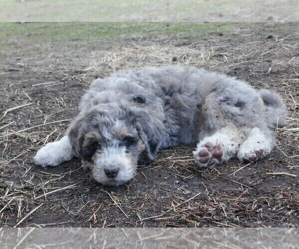 Medium Photo #3 Labradoodle Puppy For Sale in DENVER, CO, USA